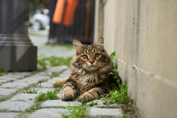 Portrait of domestic fluffy kitten maine coon cat lies on street, close-up