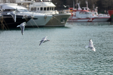 Fototapeta na wymiar Flying birds over the pier.