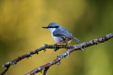 Ein nordischer Kleiber freigestellt auf einem Ast vor grünem Hintergrund