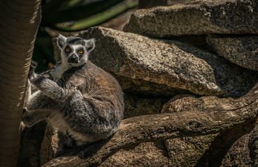 lemur