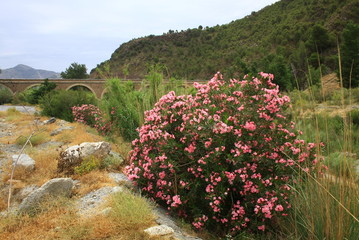 oleander