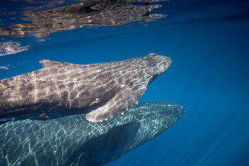 Humpback whales of Hawaii