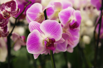 Naklejka na ściany i meble Beautiful blooming orchid flowers, closeup. Tropical plant