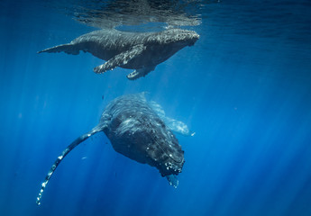 Naklejka premium Humpback whales of Hawaii