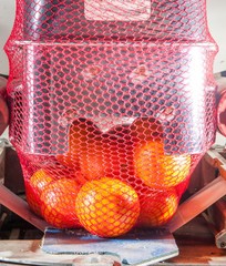 The working of citrus fruits: tarocco oranges in the netting machine during the final packaging phase