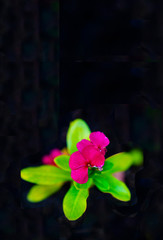 beautiful flower with black background