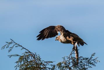 the little birds make spring happy