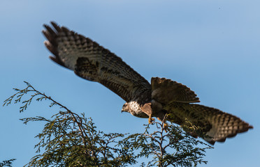 the little birds make spring happy