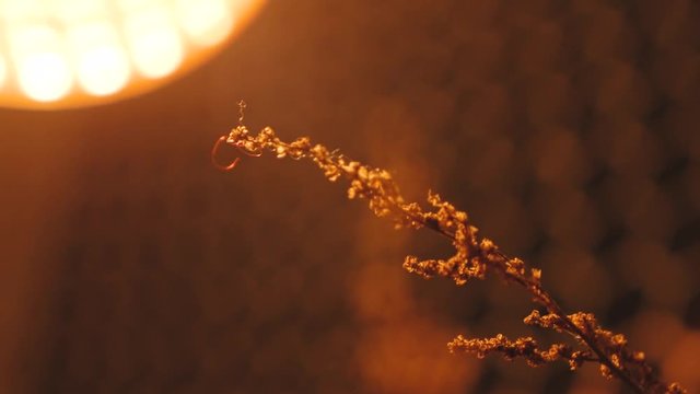 Decorative branch in the room