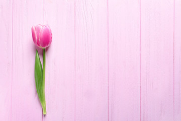 Beautiful spring tulip on wooden background, top view with space for text. International Women's Day