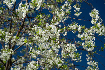 White flowers in spring.