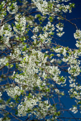 White flowers in spring.