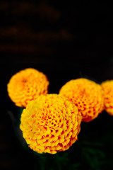 beautiful flower with black background
