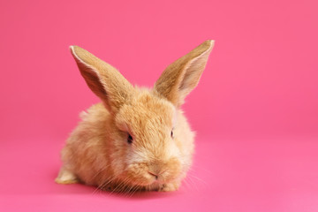 Adorable furry Easter bunny on color background, space for text
