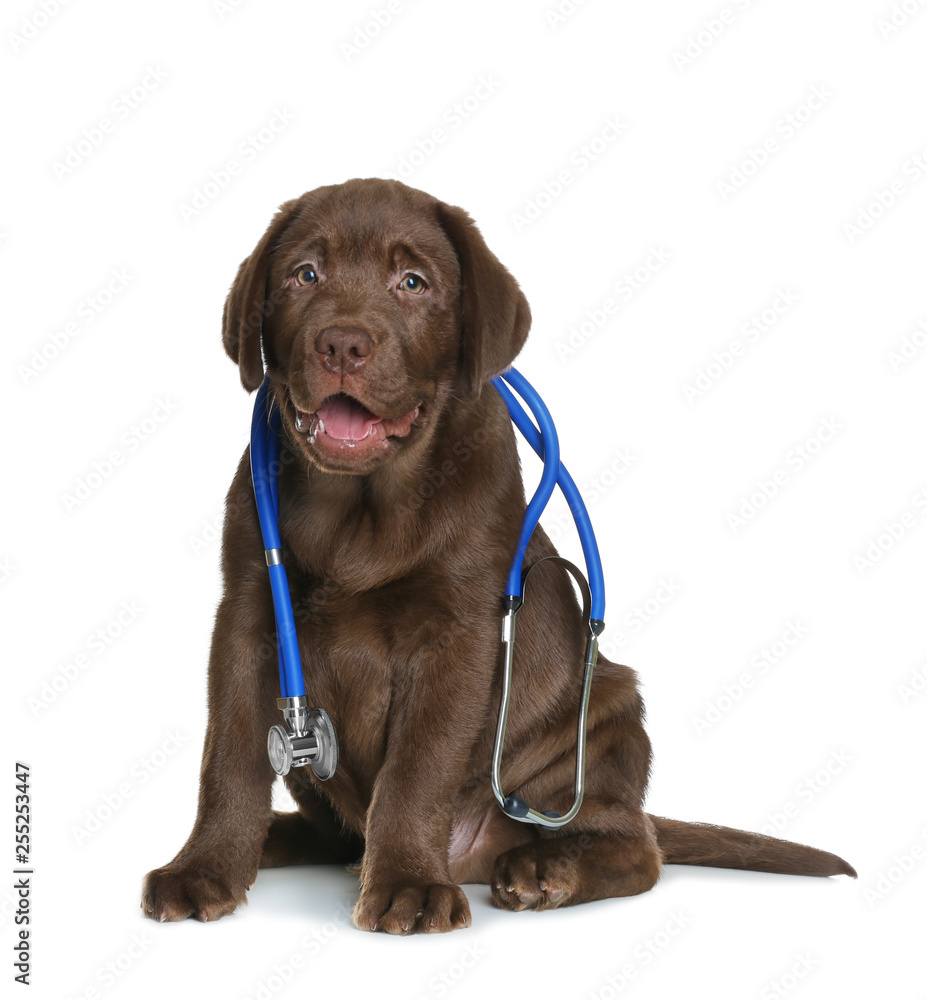 Wall mural cute dog with stethoscope as veterinarian on white background