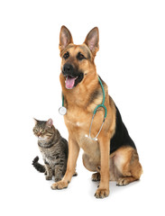Cute dog with stethoscope as veterinarian and cat on white background