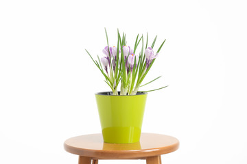 A flowering potted crocus plant in a green pot on a white background.