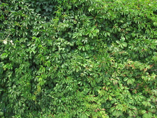 background of green leaves of wild grappe