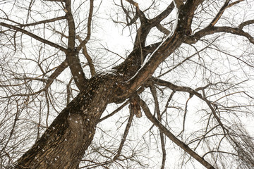 Low angle view of tree in forest on snow day