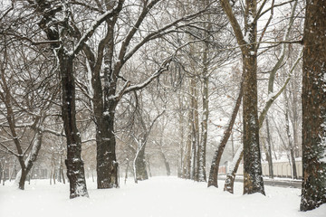 Winter city park with trees on snow day