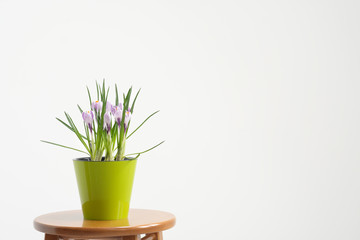 A flowering potted crocus plant in a green pot on a white background.