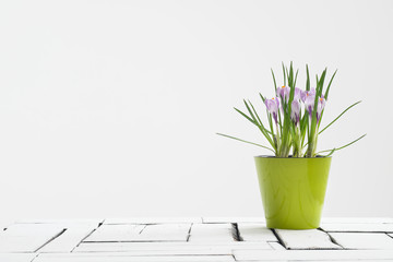 A flowering potted crocus plant in a green pot on a white background.