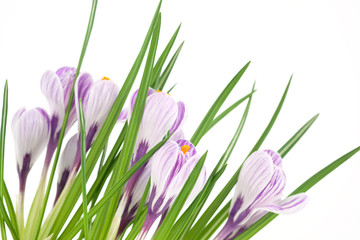 A blooming pot plant crocus, purple flowers, petals and green leaves. Close-up.
