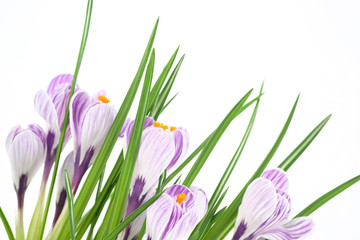 A blooming pot plant crocus, purple flowers, petals and green leaves. Close-up.