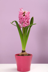 Beautiful spring hyacinth flower on table against color background