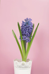 Beautiful spring hyacinth flower on color background