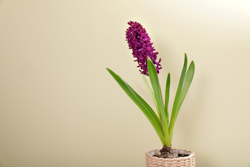 Beautiful spring hyacinth flower on color background. Space for text