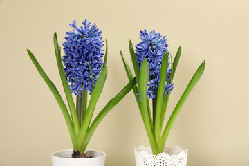Beautiful spring hyacinth flowers on color background