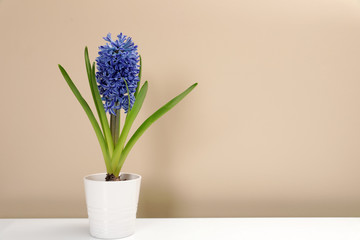Beautiful spring hyacinth flower on table against color background. Space for text