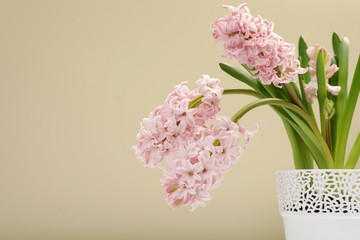 Beautiful spring hyacinth flowers in pot on color background. Space for text