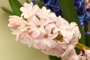 Naklejka na ściany i meble Closeup view of beautiful spring hyacinth flowers