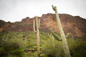 desert cactus sitting in the desert sun in arizona