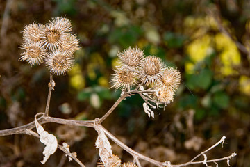 The  prickly Herb Burdock plant or Arctium plant from the  Asteraceae family. This one grows wild in Hertfordshire on the banks of the river Stort. The hooked burrs are very sticky.