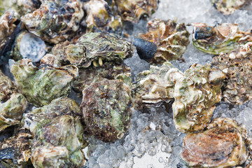 Fresh raw oysters background closeup