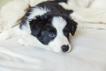 Funny portrait of cute smilling puppy dog border collie lay on pillow blanket in bed. New lovely member of family little dog at home lying and sleeping. Pet care and animals concept