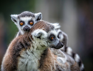 Close up of a pair of cute  ring tailed lemurs