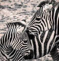 Fototapeta na wymiar Close up of pair of Zebra in black and white