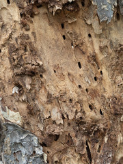 the  brown tree skin  have aging and borer  and have some hole of worm