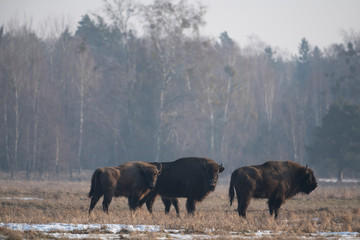 European bison bialowieza forest