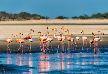 Fototapeta premium group of flamingos in lake