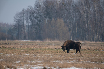 European bison bialowieza forest