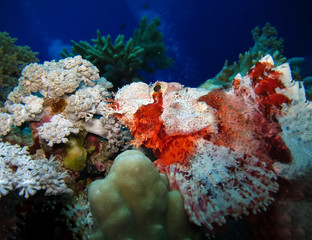 Underwater world in deep water in coral reef and plants flowers flora in blue world marine wildlife, travel nature beauty exploration in diving trip,adventures recreation dive. Fish, corals,creatures