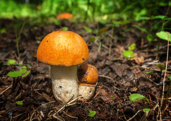 Leccinum Mother with Child