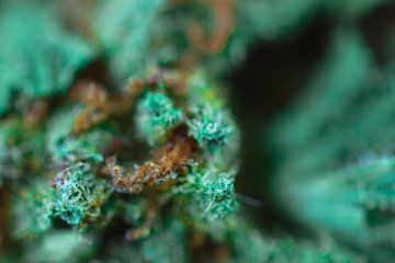 Medical Cannabis - macro view.