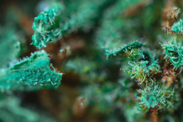 Medical Cannabis - macro view.