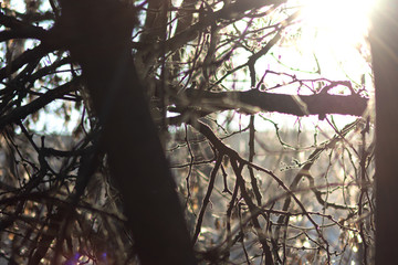autumn park with fallen leaves of maple trees.  sunlight in the park. trees in the fog